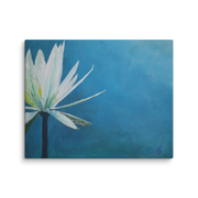 I am canvas print by Artis Berkmanis – white water lily on a deep blue background